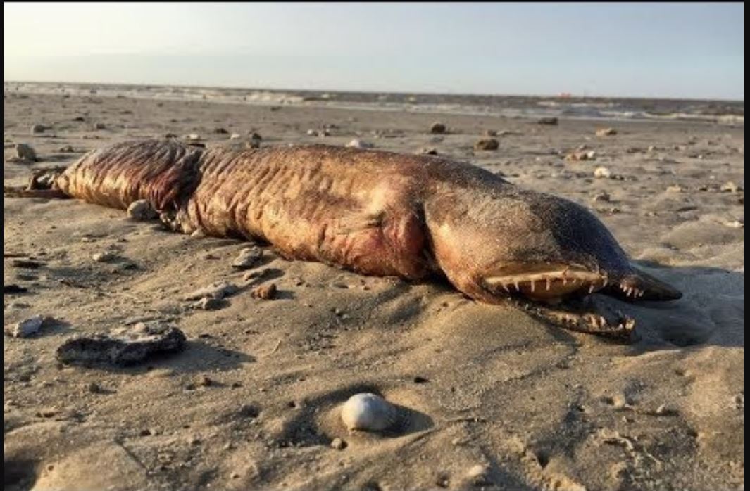 Uragani nxjerr në plazh krijesën Misterioze (VIDEO)