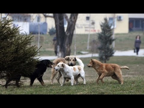 Kërçovë Kafshim Nga Qent Endacak !