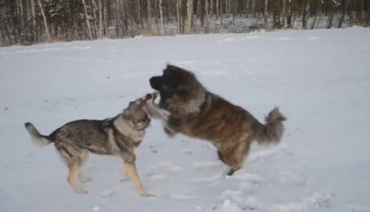 Qeni apo ujku, shikoni cili fiton luftën..? (VIDEO)