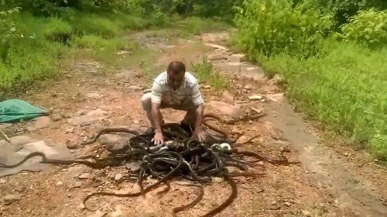 Njihuni me mikun e Gjarpërinjëve..(VIDEO)