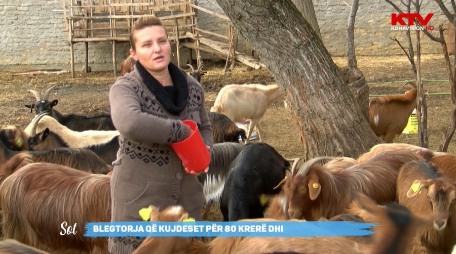 Blegtorja shqiptare që kujdeset për 80 dhi (VIDEO)