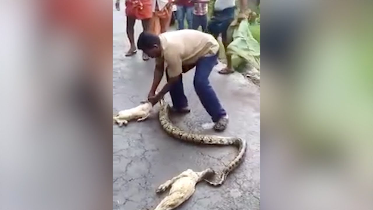 Ja Çka Nxjerrin Nga Barku I Nje Gjarperi Gjgant! (VIDEO)