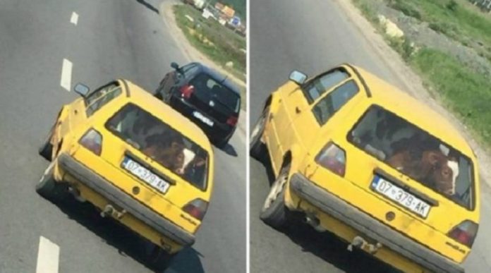 Nuk do ta besoni se çka po transporton shqiptari me Golf 2