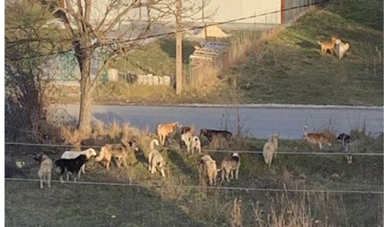 Kërçovë qent bihen nga qytetet tjera! FOTO