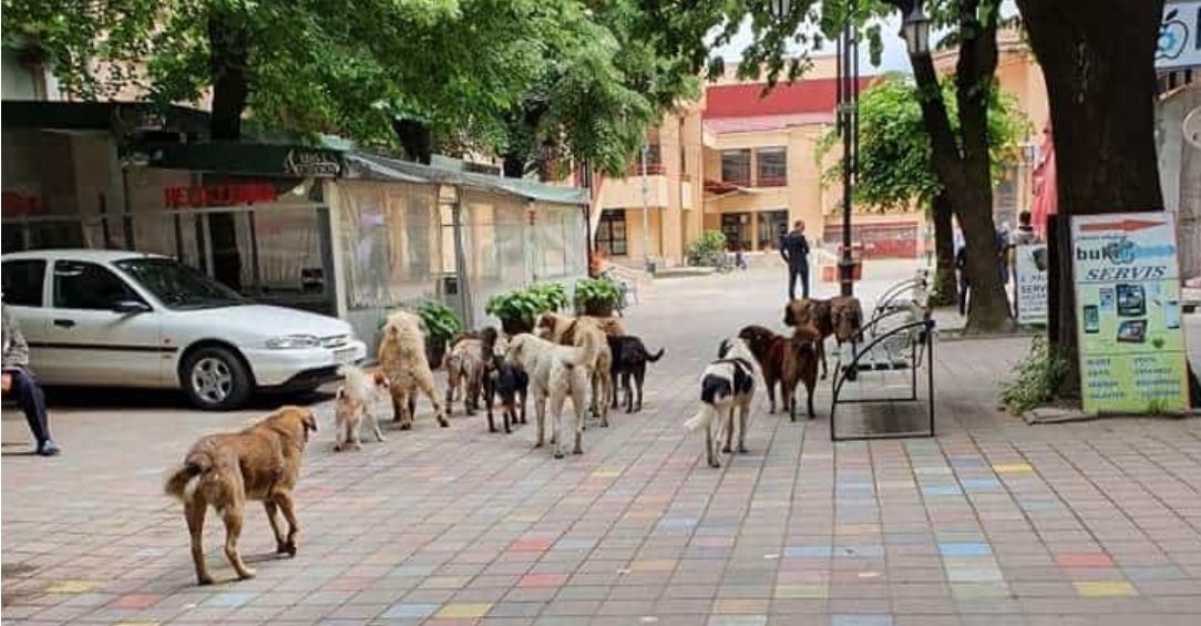 Kërçovë: Çdo ditë një person kafshohet nga qent endaca..! Qyetarët në paknikë..