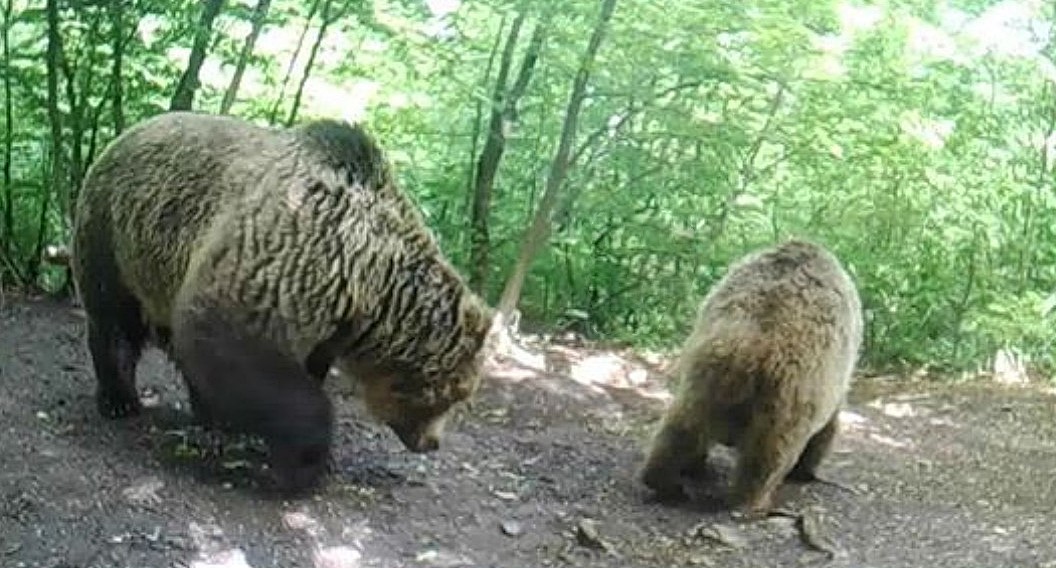 Si shpëtoi nga ariu një banor i malësisë së Tetovës (Video)