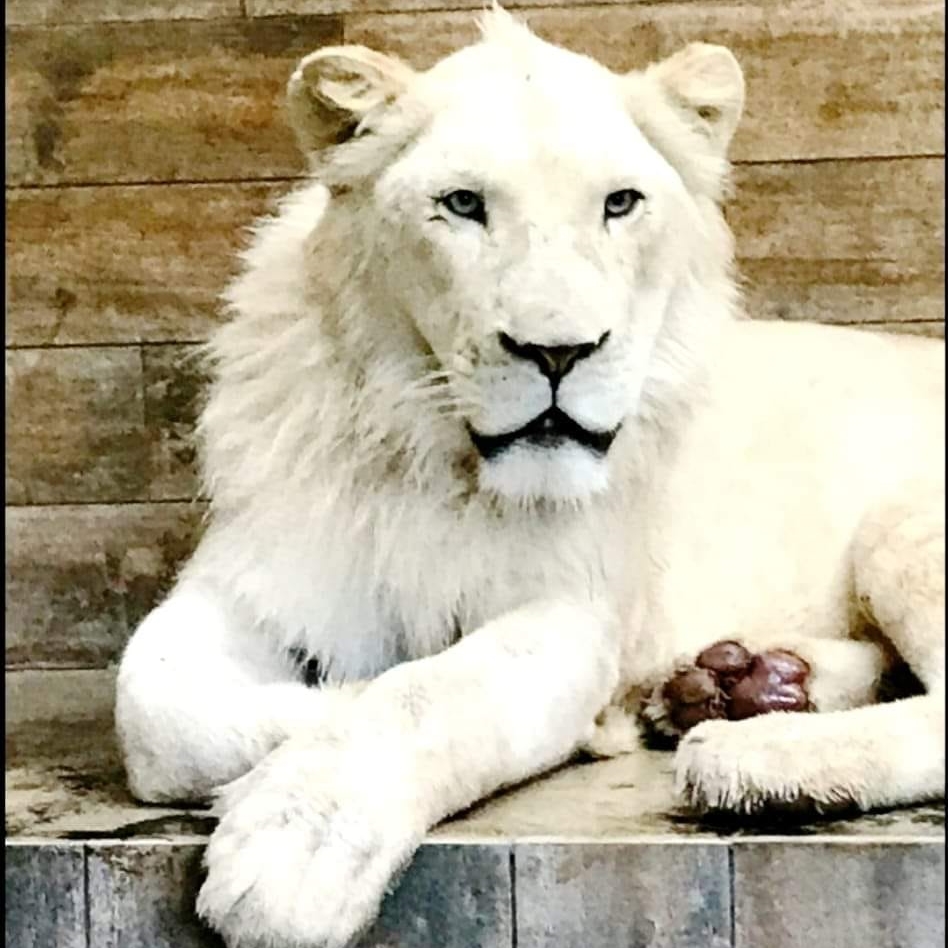 Me ndihmën e luanit Çaka, janë kapur katër persona që mbrëmë kanë hyrë në Kopshtin Zoologjik të Shkupit