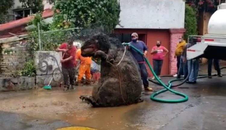 Një ‘mi gjigant’ gjendet në Meksikë.. (VIDEO)