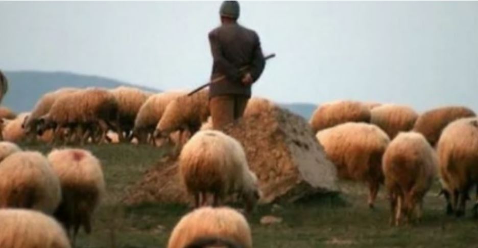 E la Zvicrën dhe u kthye në vendlindje për të bërë biznes me dele (VIDEO)