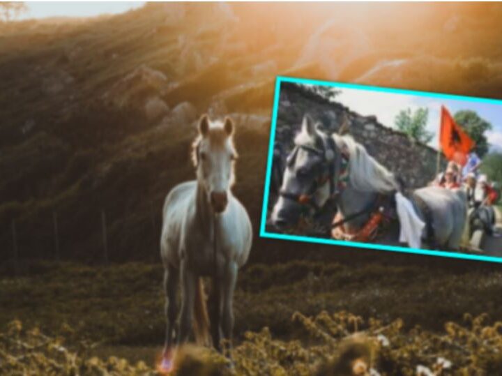 Kënga e Rexhës: Ai nuk u mbytë nga kali, historia është krejt tjetër (Video)