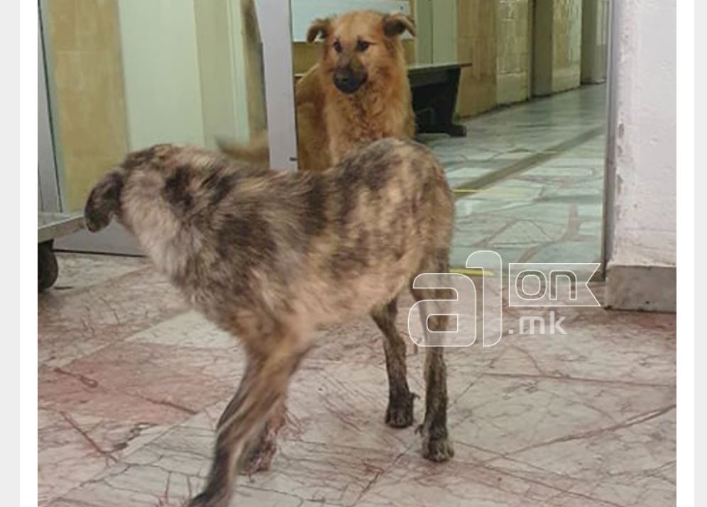 Qentë endacakë vrapojnë nëpër spitalin e Kërçovës..(FOTO)