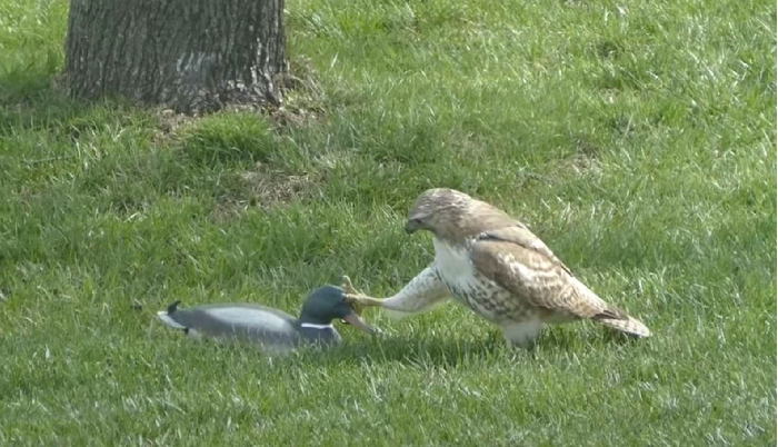 Falkoi i habitur nuk e kupton përse rosa nuk ka frikë prej tij..(VIDEO)