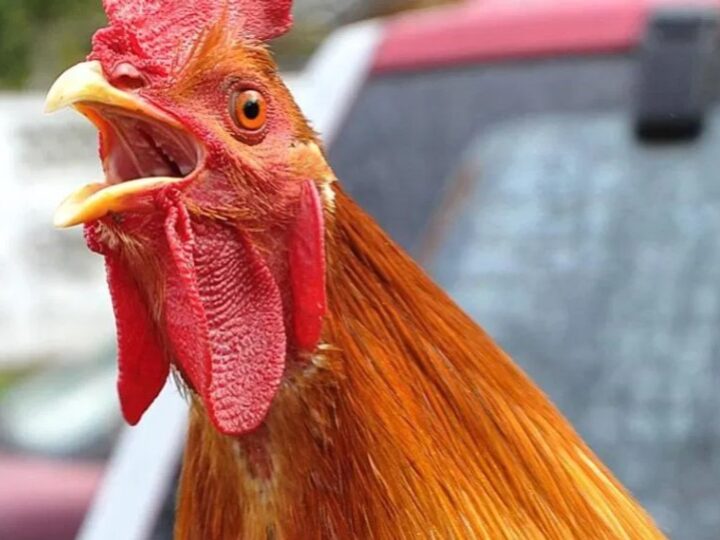 Gjermania dënon Gjelin e Shqiptarit me 8200 euro..!?