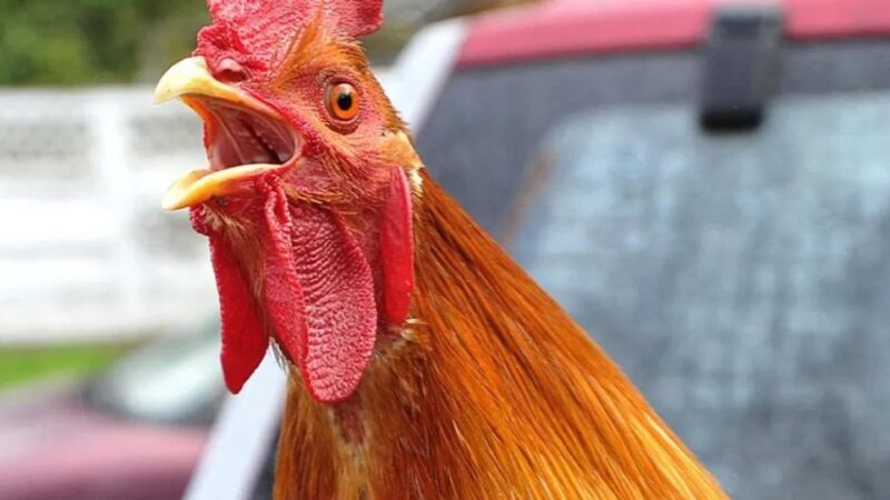 Zvicër: Banorët përplasen për gjelat, lopët dhe kamionin e qumështit