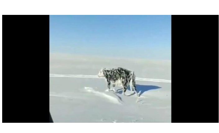 Shoferi hasi në një lopë të ngrirë pranë rrugës në Kazakistan..(VIDEO)