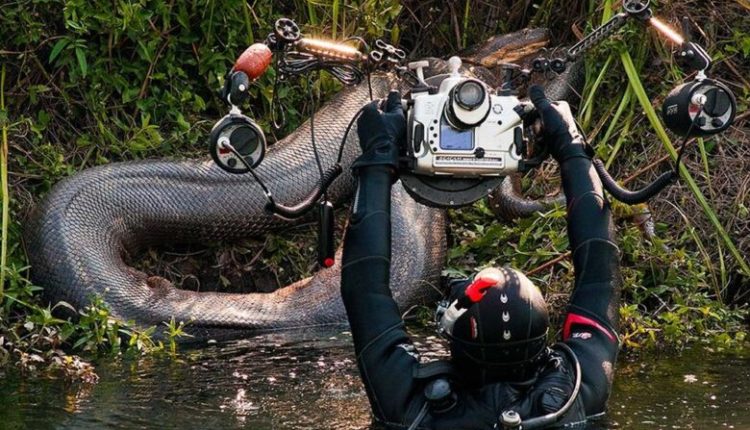 Anakonda gjigante fotografohen në lumenjtë e Brazilit (FOTO)