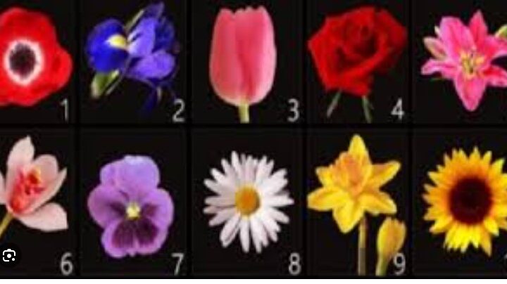 Bëjeni dhe ju zgjedhjen tuaj dhe mësoni mesazhin që lulja ka për ju..