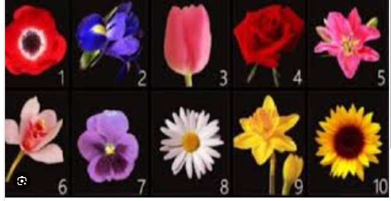 Bëjeni dhe ju zgjedhjen tuaj dhe mësoni mesazhin që lulja ka për ju..