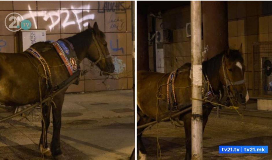 Një kalë me një karrocë i lidhur para Parlamentit të Maqedonisë tërë natën..(FOTO)