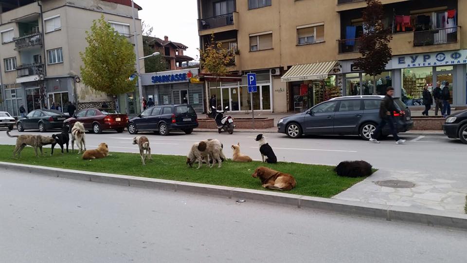 Në Kërçovë brenda një dite janë sulmuar tre persona nga qen endacak..