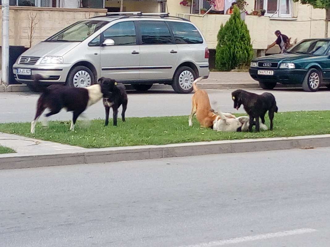 Maqedoni: Qentë endacakë, problem serioz për sigurinë e qytetarëve !