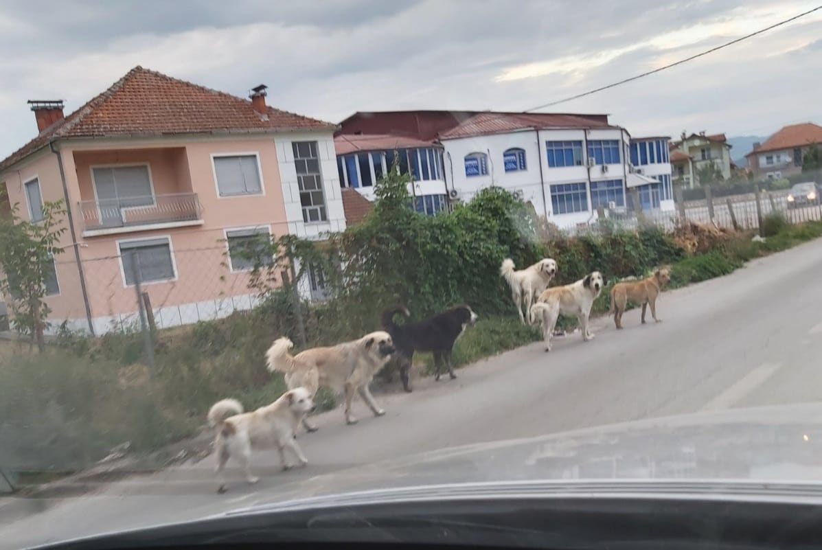 Kërçovë në vent të nxënësve kan mbetur vetëm qent..