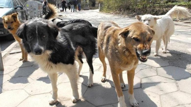 Kërçovë një vajz e vogël kafshohet nga qent endacak..!!