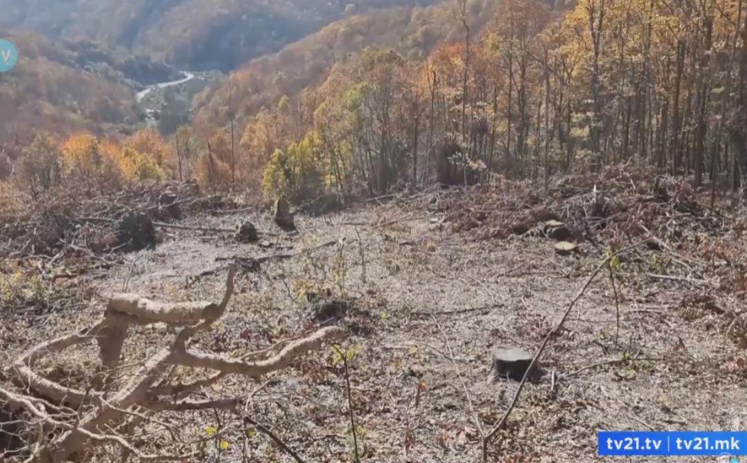 Kërçovë prerje masovike e druve në fshatin Kollarë.. (VIDEO)