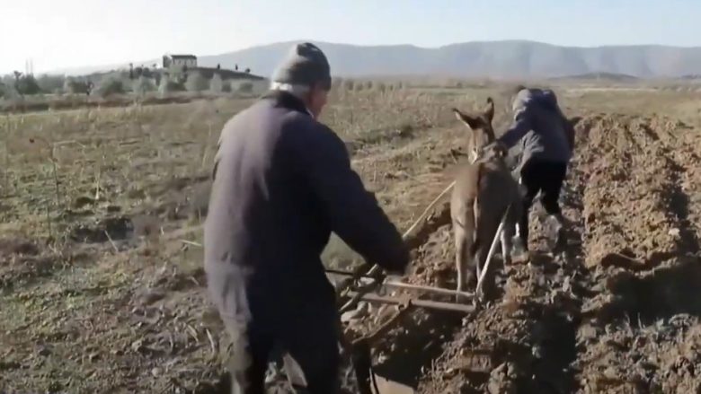 Shqipëri rritja e çmimeve të naftës fermerët iu kthehen mjeteve primitive.. (VIDEO)