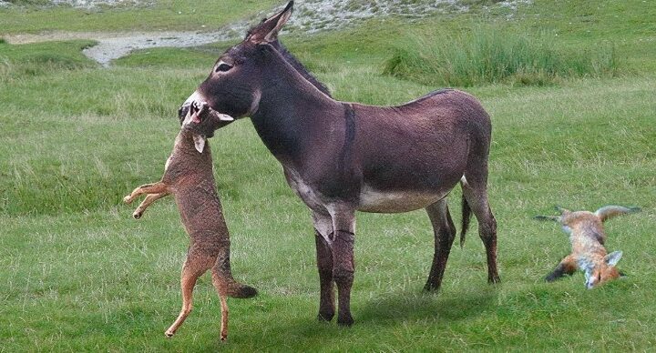 Kjo është arsyeja pse gomarët vrasin kafshë të tjera,fakte qe nuk e keni ditur.. (VIDEO)