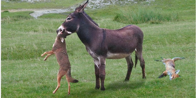 Kjo është arsyeja pse gomarët vrasin kafshë të tjera,fakte qe nuk e keni ditur.. (VIDEO)