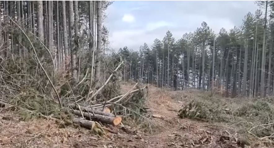 Kërçovë po priten drunjtë në malin e Krushinës..! (VIDEO)