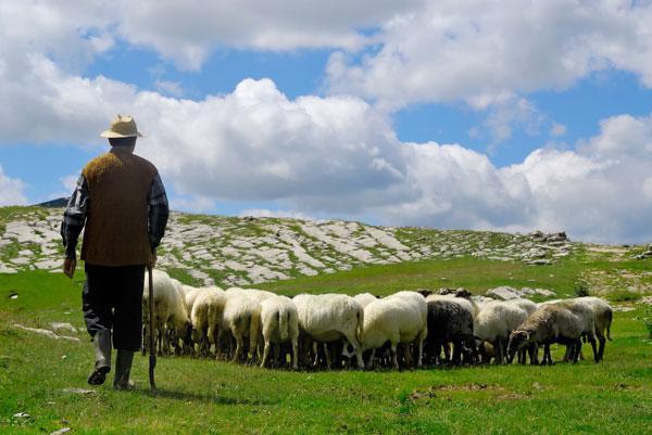 Paga 800 euro, por Maqedonisë i mungojnë çobanët..! (VIDEO)