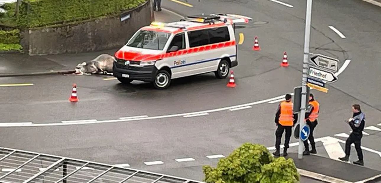 Demi i tërbuar në Zvicër lëndon tre persona vritet nga policia..