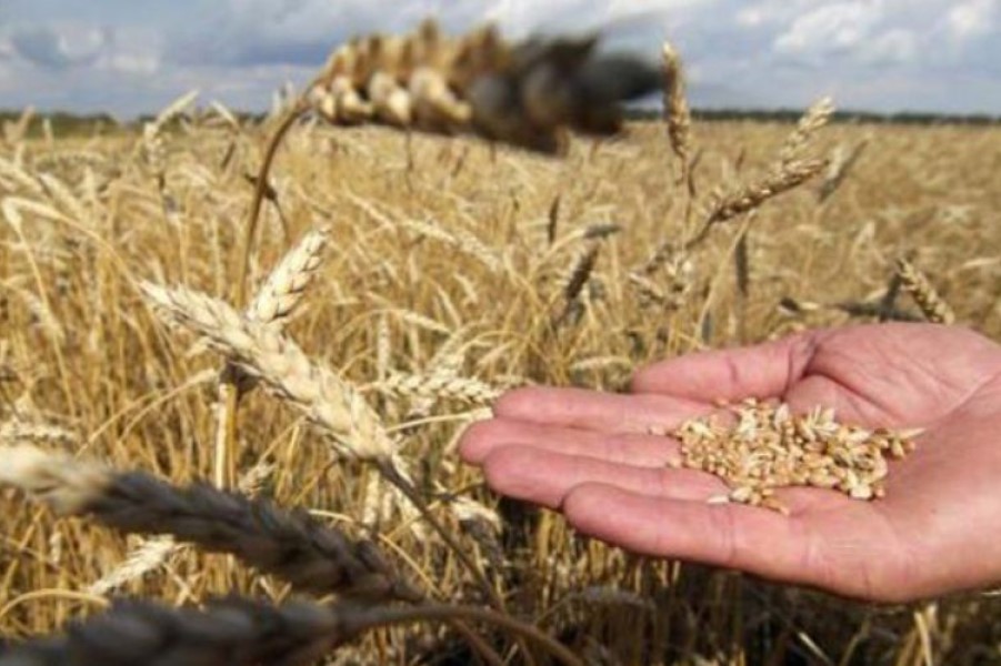 Vetëm mbjellja e grurit ju shpeton..