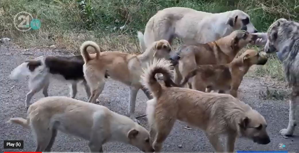 Rreth 500 qen endacakë shëtisin nëpër Kërçovë..! (VIDEO)