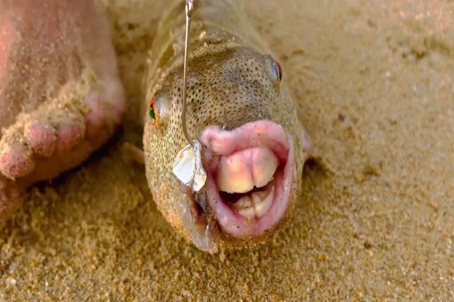 Peshku misterioz, me dhëmbë që u ngjasojnë atyre të njeriut.. (VIDEO)