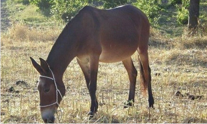 A e dini рse mushka nuk lind të vegjël: Përgjigja që do ju habisë..