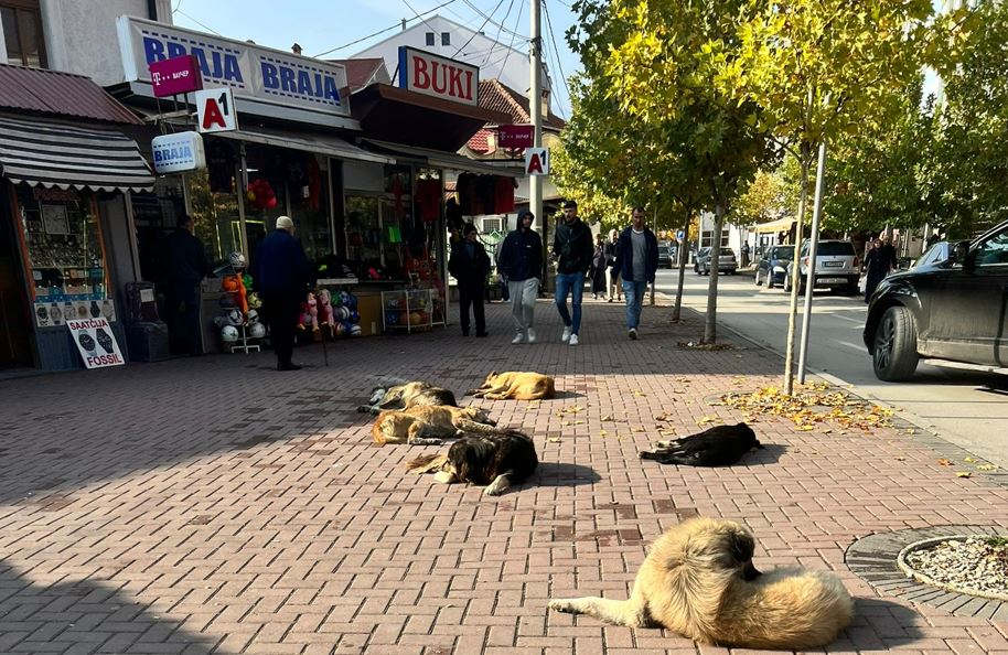 Qytetarët e Maqedonis në hall nga qent endacak..!