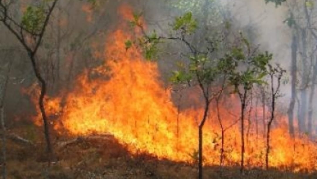 Nga zjarri është shpëtuar Dipjani i Kërçovës, vazhdojmë drejt Galiçicës..