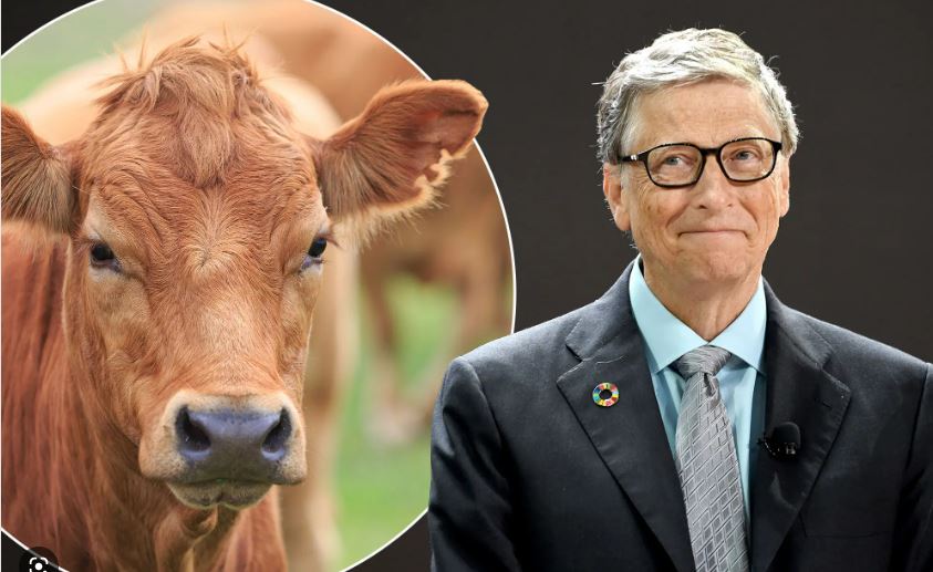 Ja ku i investon paratë Bill Gates: Mishi i laboratorit është e ardhmja..!