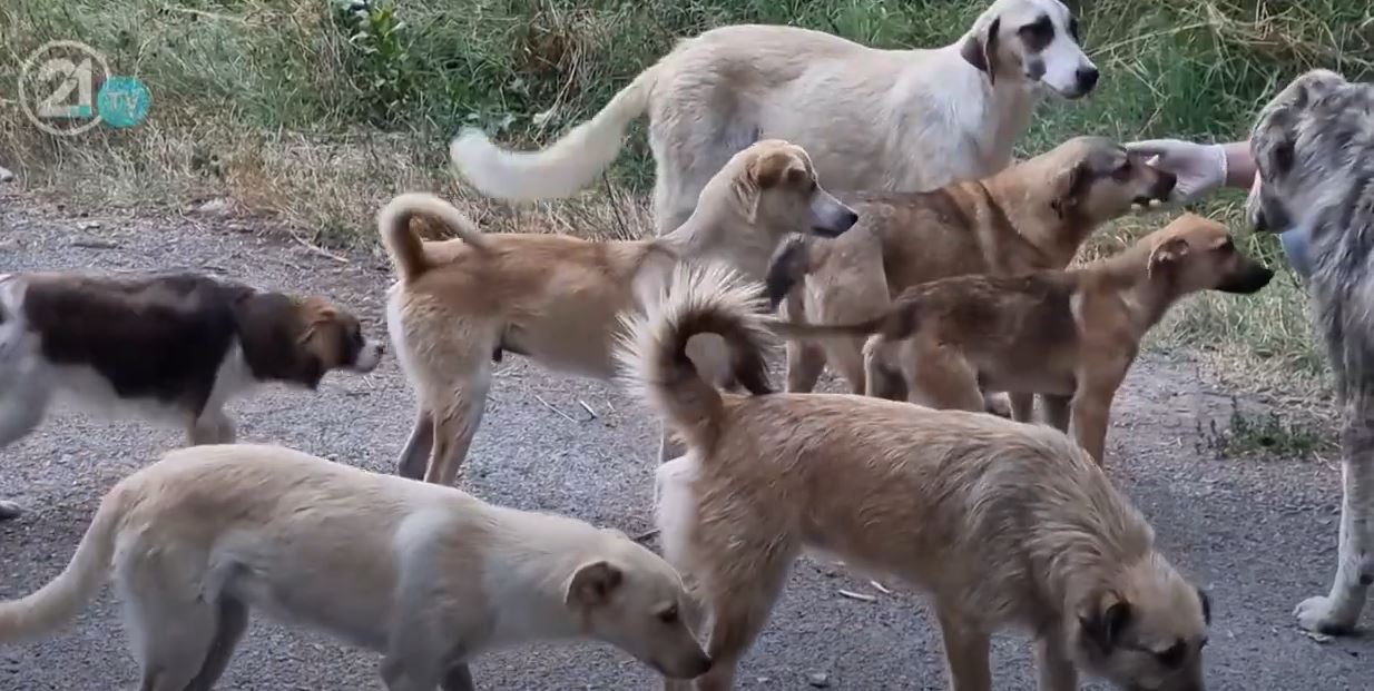 Kërçovë thuajse çdo ditë një sulm nga qentë endacakë..! (VIDEO)