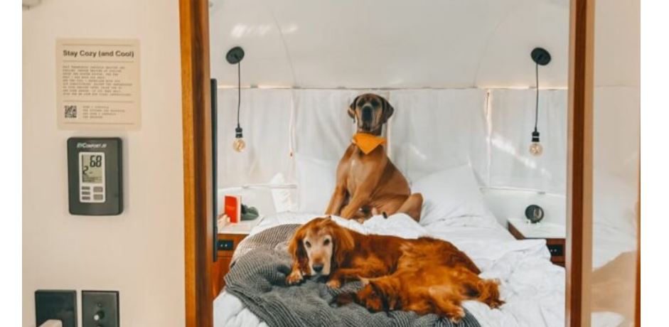 Shqiptari paguan 100 mijë euro avion privat për të shëtitur tre qentë e tij nëpër botë..