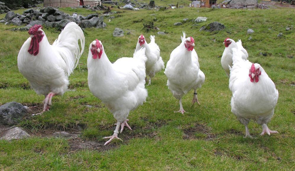 Pas 16 vjetësh në Gjermani, mërgimtari kthehet në vendlindje dhe hap fermën e pulave..!?