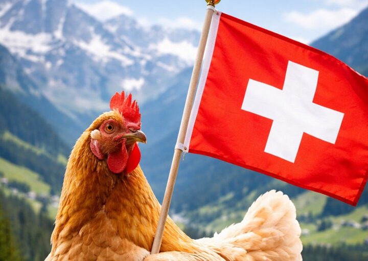 Gjithnjë e më shumë zviceranë po mbajnë pula në shtëpitë e tyre ?