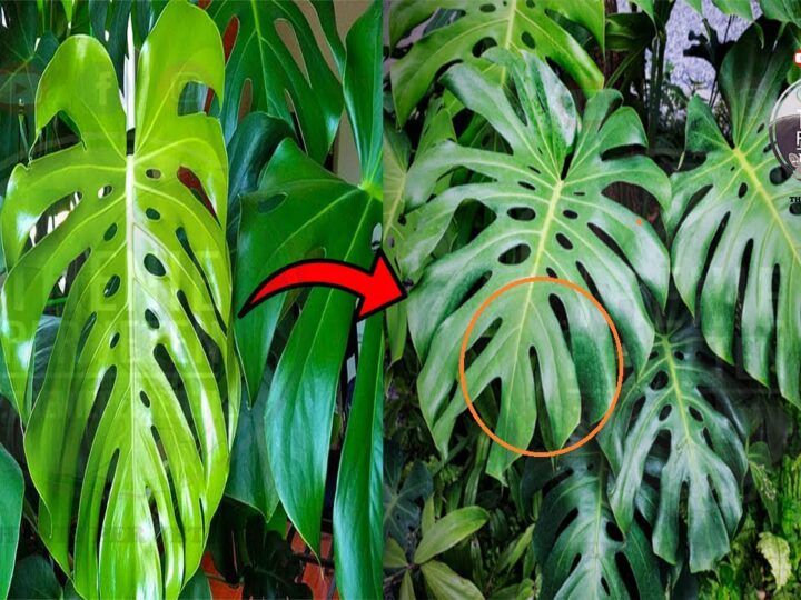 Nese keni femije apo te moshuar eshte mire qe te mos e mbani kete lule ne shtepine tuaj !?