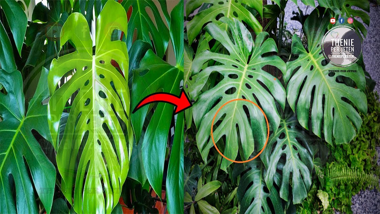 Nese keni femije apo te moshuar eshte mire qe te mos e mbani kete lule ne shtepine tuaj !?