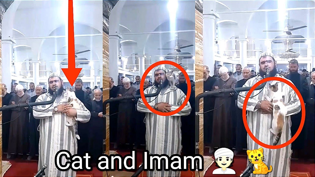 Macja kërcen mbi imamin teksa drejtonte namazin e besimtarëve gjatë Ramazanit..(VIDEO)