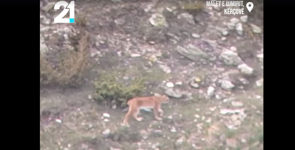 Kërçovë: Për herë të tretë gjuetarët përballen me Reqëbullin Ballkanik..! (VIDEO)