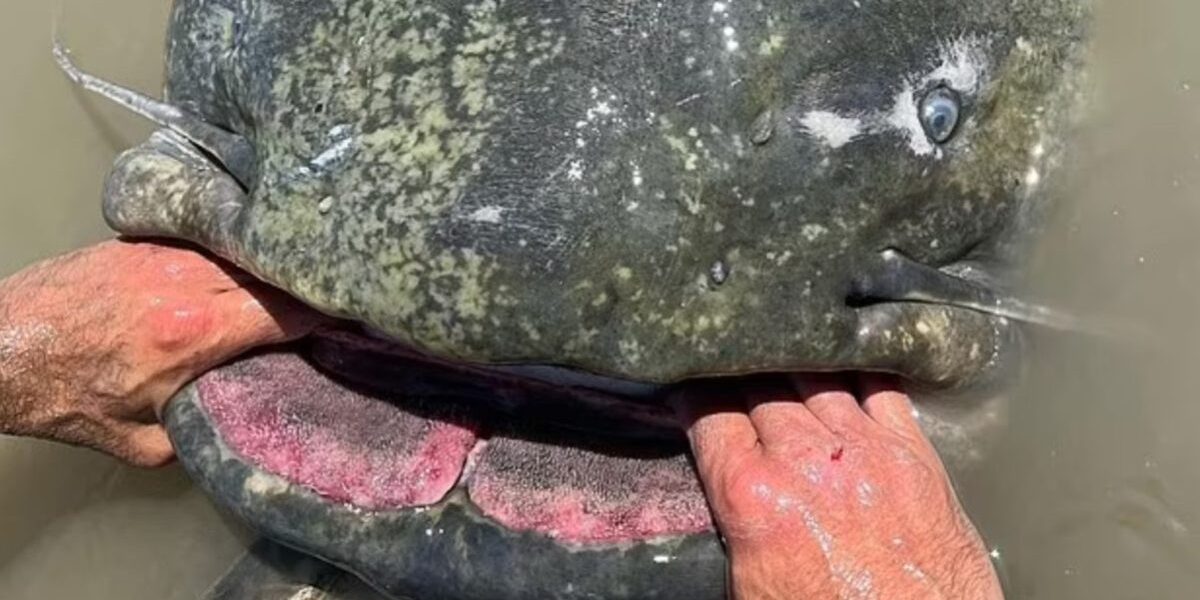 Italiani, luftë 45 minuta me “përbindëshin” 3 metra të ujërave të ëmbla..! (FOTO)